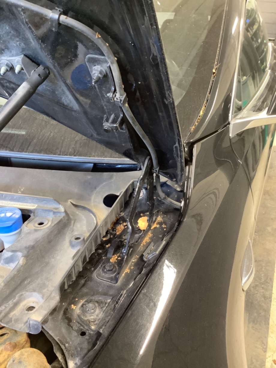 Panserhengsler til Tesla Model S, 2016-2021 (Fase 2)  (TESLA|)