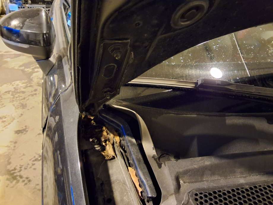 Panserhengsler til Audi A3, 2012-2016 (Type III, Fase 1)  (AUDI|8V0 823 302 F)